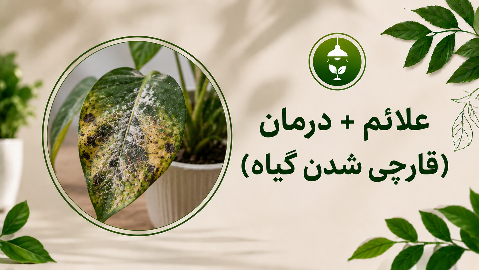 انواع قارچ گیاهان آپارتمانی