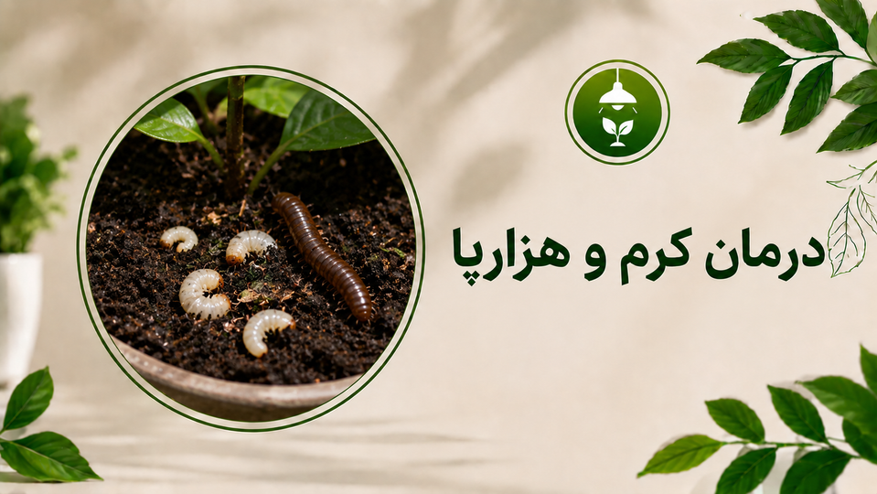 درمان کرم و هزارپا در خاک گیاهان آپارتمانی